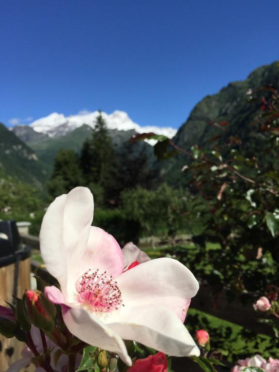 Bed and Breakfast Tre Alberi Liberi Alagna Valsesia Esterno foto